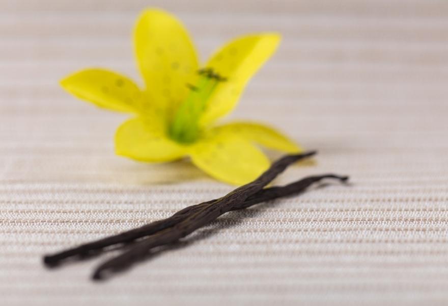 baton vanille et gousse de vanille prix