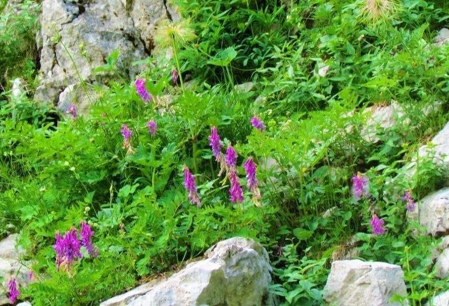 kirghizistan et sibérie pour fabriquer le miel blanc de naryn