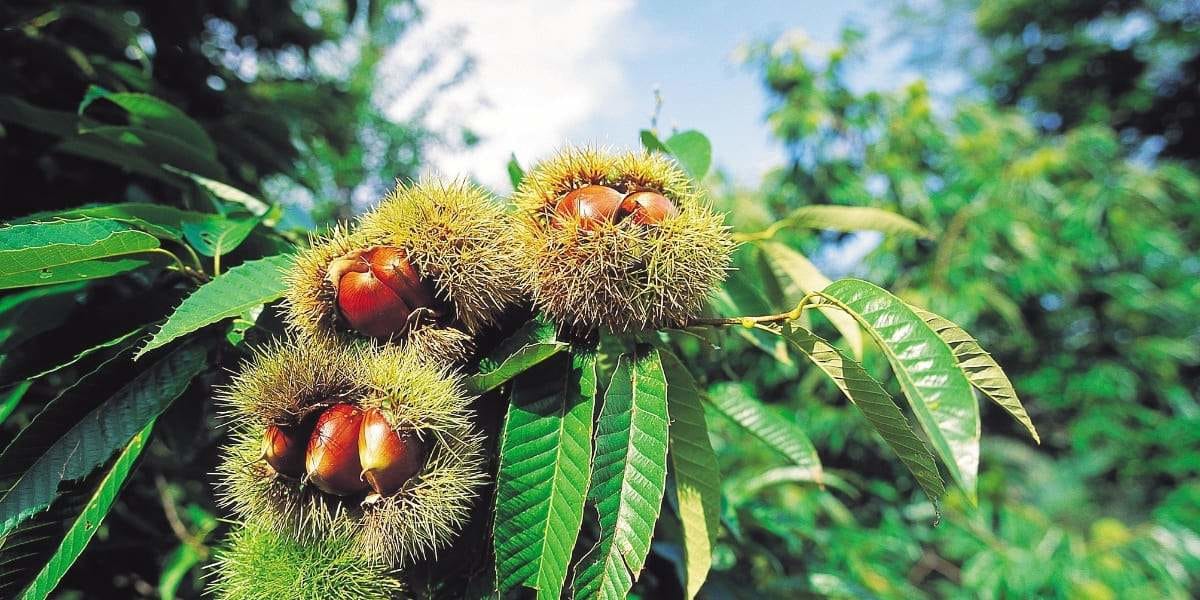 bienfaits du miel de châtaignier ou de miellat