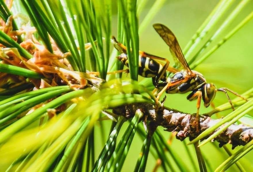 miel de foret ou de sapins